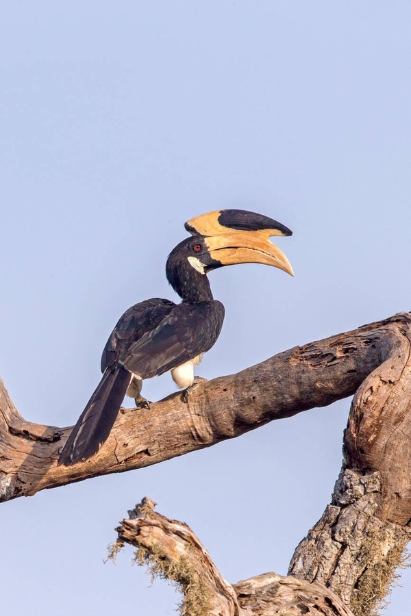 Udawalawe National Park